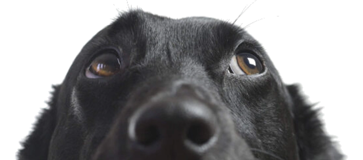 Pet-Friendly Living for You & Your Pets